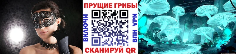 Купить закладки  Северодвинск  Псилоцибиновые грибы Cubensis 